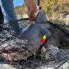 josh1 HydroWeb HD-80 Catfish Landing Net product photo for boats, pontoons, racks, kayaks, and custom fishing setups
