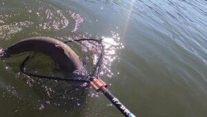 catfishing landing net