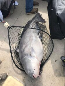 big catfish net