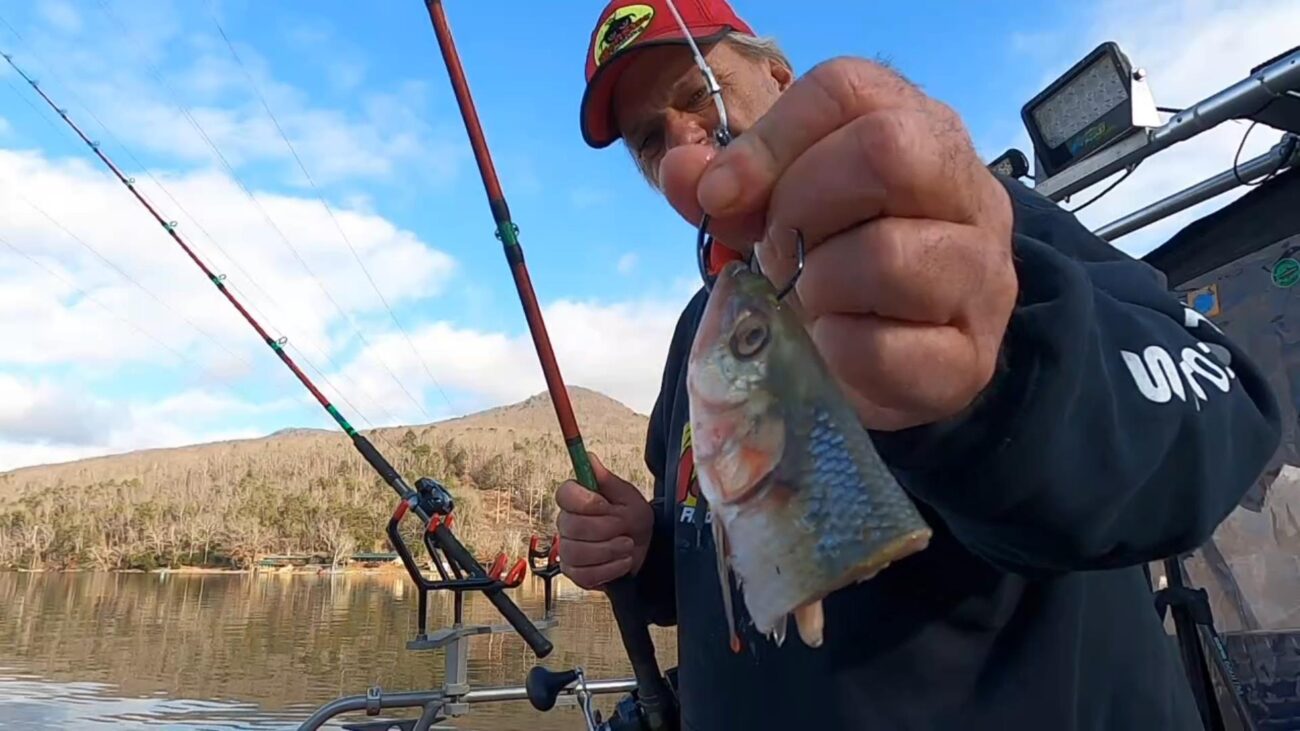 catfish bait